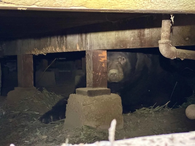 Bear Hides Under Los Angeles Home to Escape Wildfire